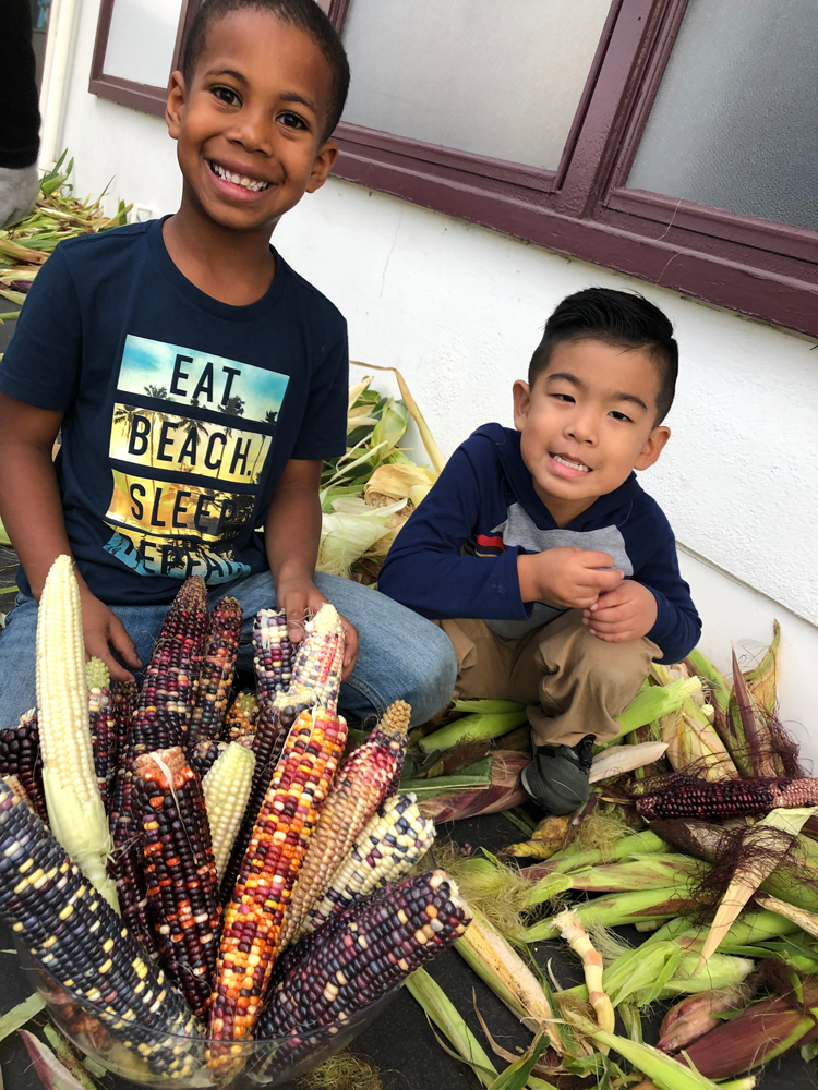 Holbrook students display the corn they picked from their school garden.