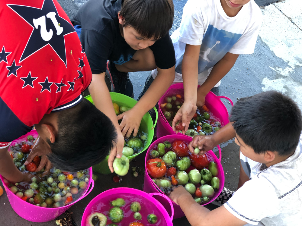 Students from Holbrook sort the produce they picked from their garden.